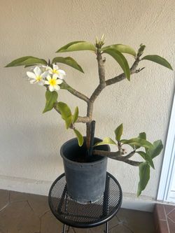 White Plumeria Plant