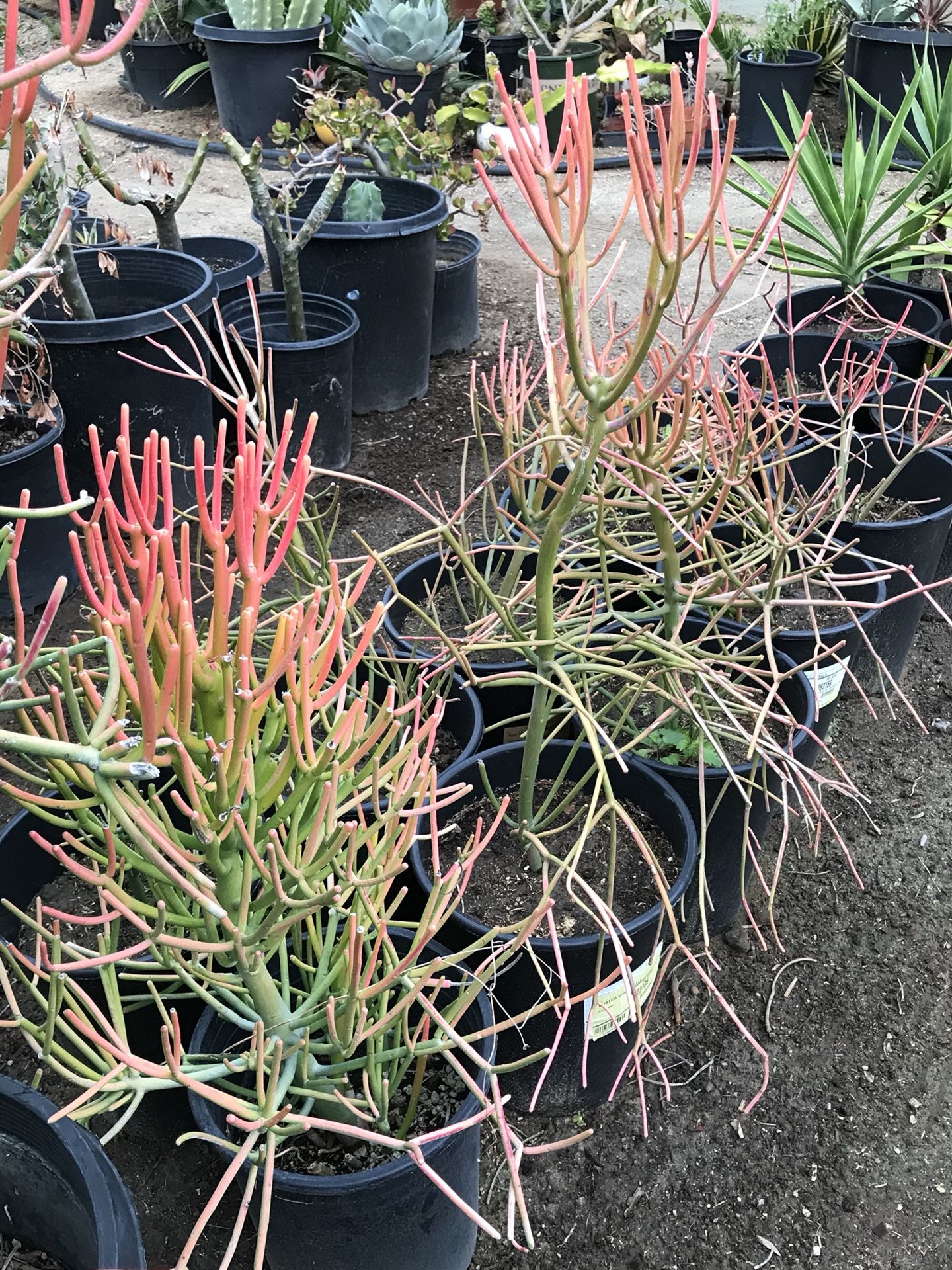 STICKS ON FIEL – EUPHORBIA TIRUCALLI $10 small. $45 large EACH