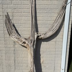 Saguaro Skeleton