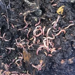 Composting Worms
