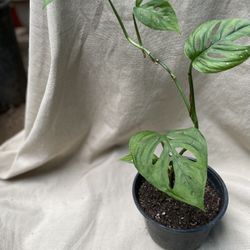 HERMOSAS PLANTAS NATURALES “SWISS CHEES PLANT 