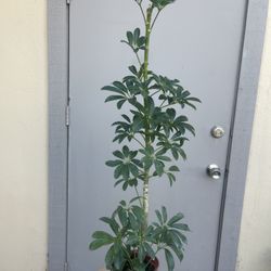 Schefflera Umbrella Tree House Plant 4” Pot