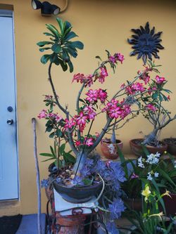 Desert Rose Plant Big **