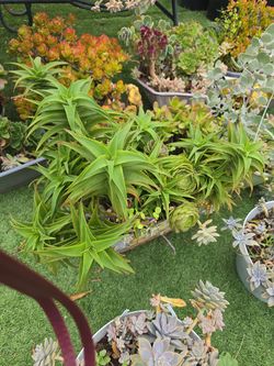 Succulents