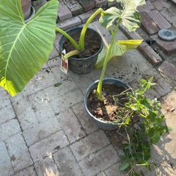 Elephant Ear Plants 