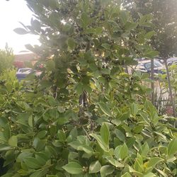 Small Guavas (PLANT) One Only 