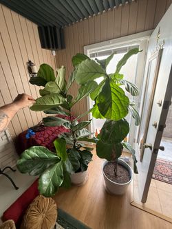 Fiddle Leaf Fig plants