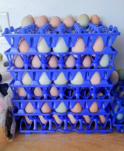 Fresh Chicken Eggs