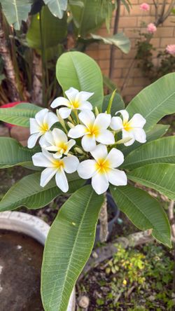 White Plumeria