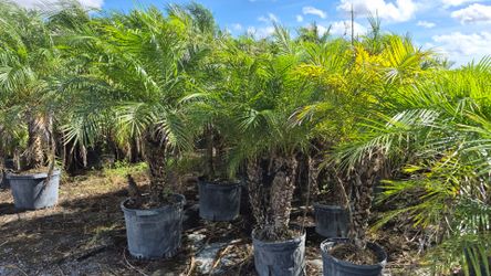 Robollinis Palms 4-5 feet Tall