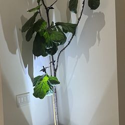 Real Fiddle-Leaf Fig Tree With Planter 