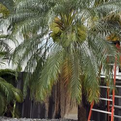 Palm and tree trimming 