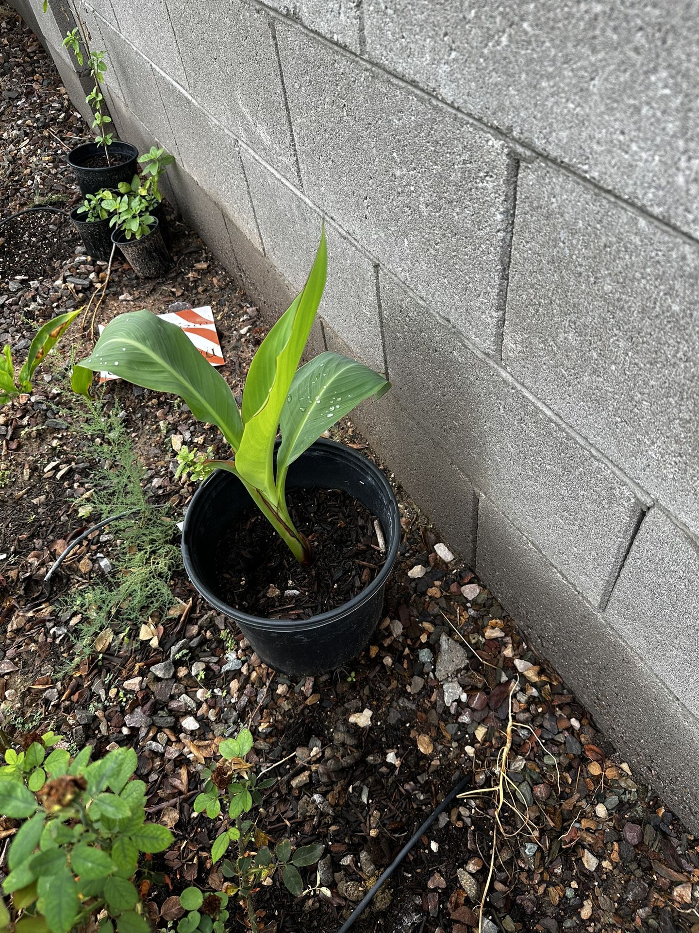 Canna lily red plant