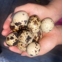 jumbo quail eggs