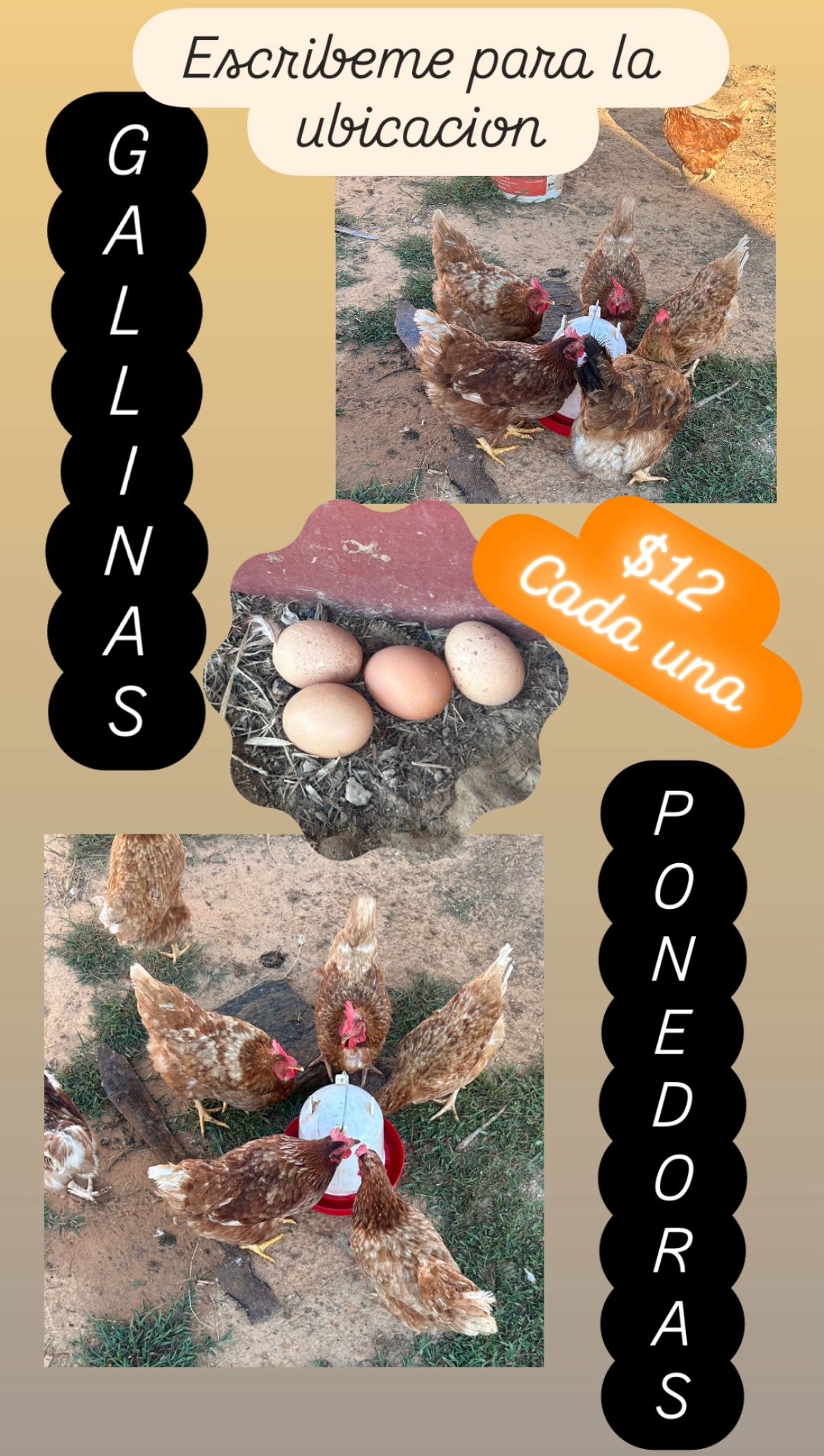 Laying Hens/ Gallinas Ponedoras