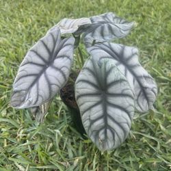 ALOCASIA SILVER DRAGON (“6 Pot) Exotic, Rare, Interesting 