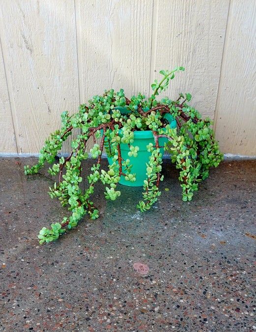 Elephant Food Plant