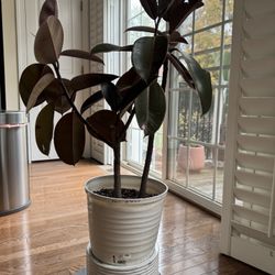 43” Double Stem Rubber Plant