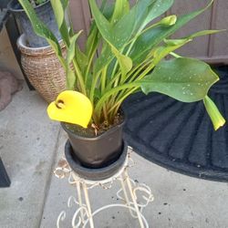 alcatraces chiquitos