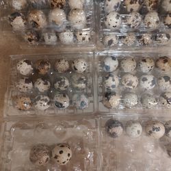 Quail Eggs/ Huevos De Cordorniz 