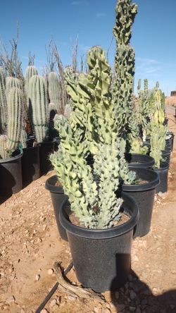 Cereus cactus