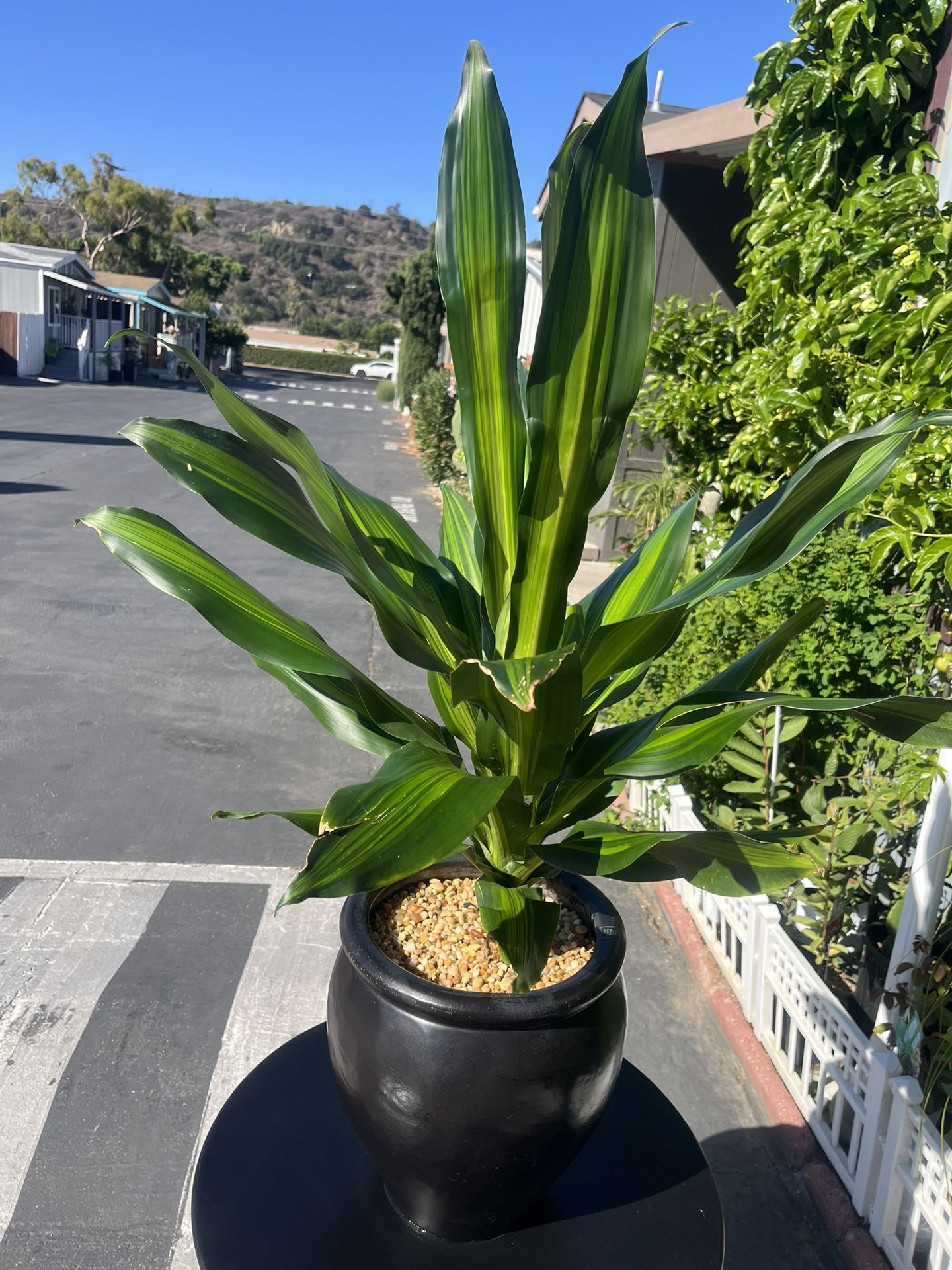 Beautiful Large Dracaena Marley Indoor Plant Real With Ceramic Pot $100 For All