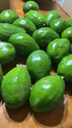Aguacates Frescos Simmons