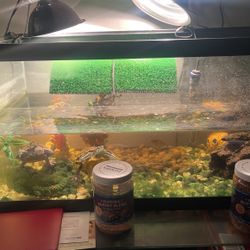 Turtle Tank