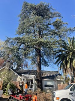 Professional  job Good Princess 