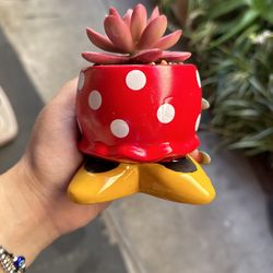 Minnie Planter
