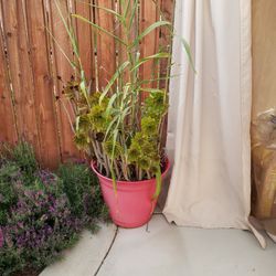 Succulent/Bamboo