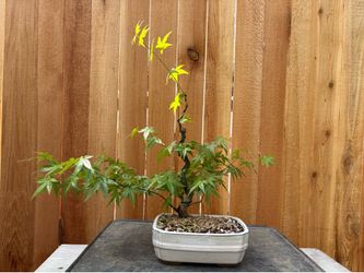 Japanese maple bonsai / A11