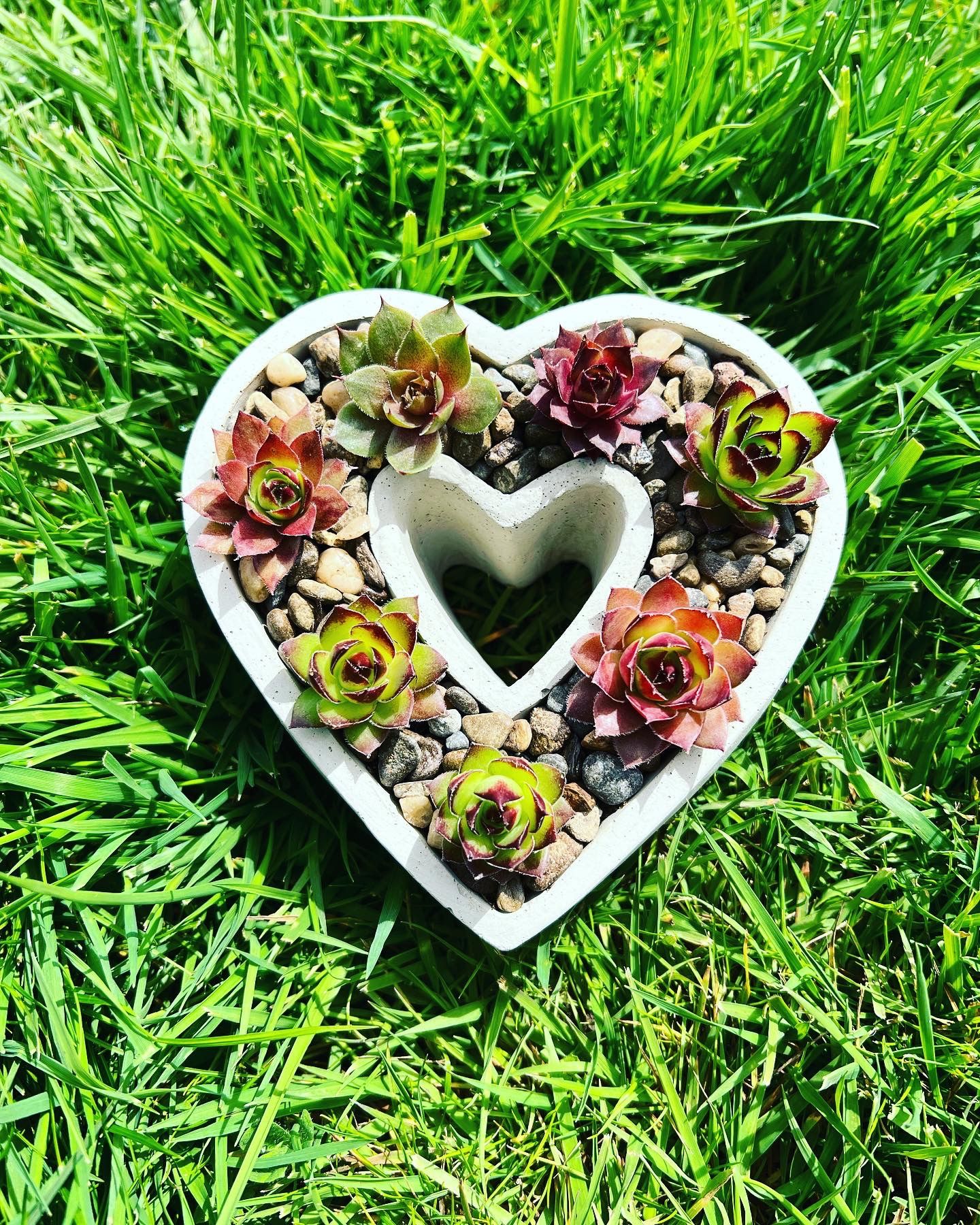 Cement Heart Succulent Arrangement | Mothers Day Plants