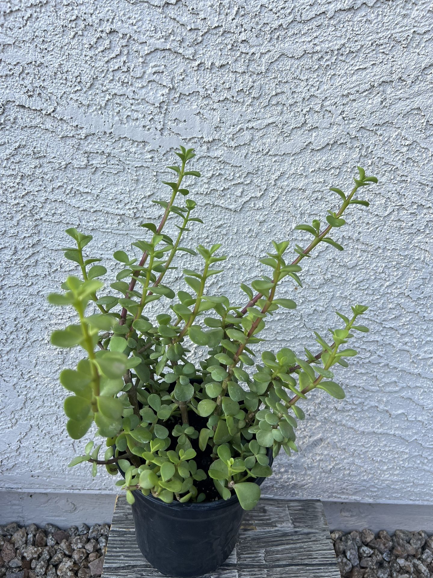 Live Plant