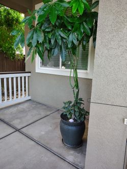 Money tree