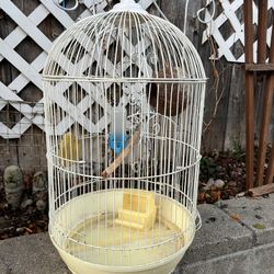 Bird Cage
