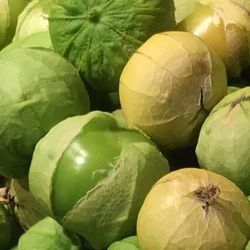 Organic Green Tomatillo Plants And Seeds! Perrennial Vareity! 2026 EARLY  RELEASE! Why grow the same boring vegetables the neighbors have? Build the t
