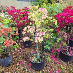 BOUNGAVILLA  3GALLONS 