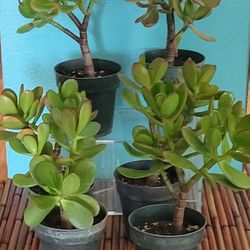 Crassula Jade Plant
