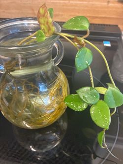 Hoya plant cutting