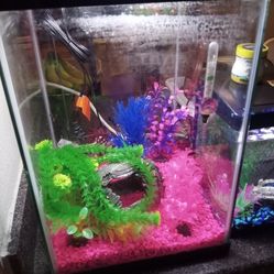 Aquariums 