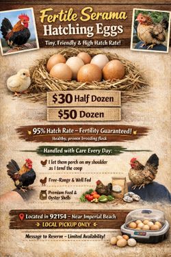 Fertile Chicken Eggs