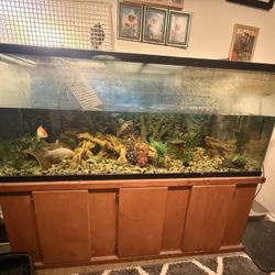 5’long 16”wide 24” tall tank used + Stand + Decorations 
