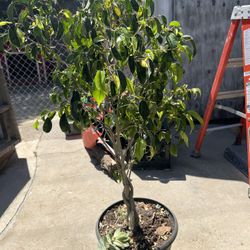 Small Ficus 