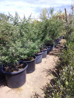 Vitex Tree