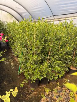 Indian Laurel ficus 5 gallons 4 feet tall