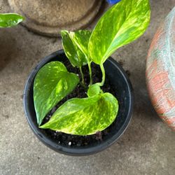 Plants 
