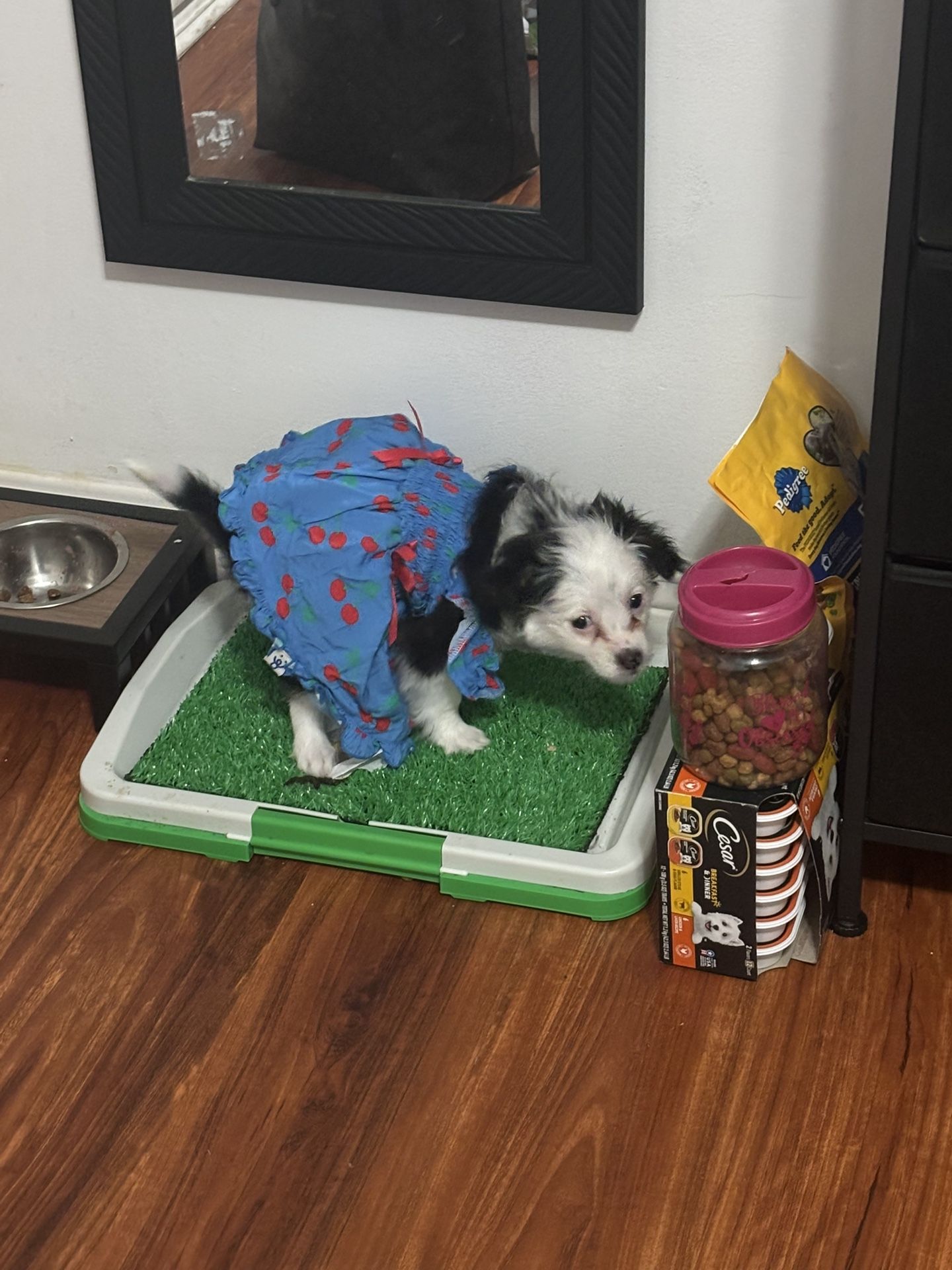 Dog Cloths