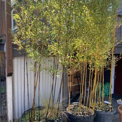 (1) #25 Golden Crookstem Bamboo  & (1) Black Bamboo 