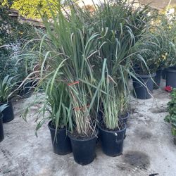 lemongrass plants
